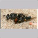 Oxybelus bipunctatus - Fliegenspiesswespe w33 5mm - Sandgrube Niedringhaussee.jpg